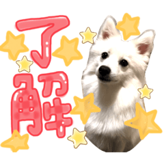 [LINEスタンプ] 日本スピッツ しらたま2