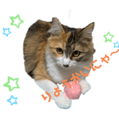 [LINEスタンプ] にゃーにゃー猫ちゃん