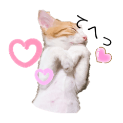 [LINEスタンプ] 猫のこむぎの日常
