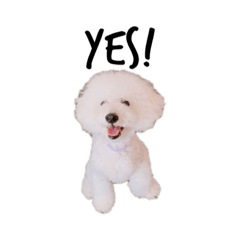 [LINEスタンプ] しらたまくんスタンプ①