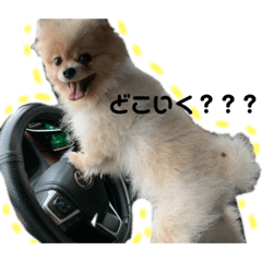 [LINEスタンプ] ころんすたんぷ(時々ぽんた)