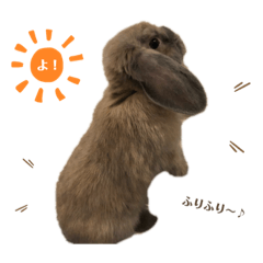 [LINEスタンプ] ウサギのこすえ