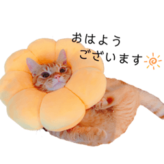 [LINEスタンプ] マンチカンのエリックくん2♪