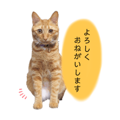[LINEスタンプ] ロクちゃんスタンプ3