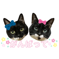 [LINEスタンプ] ♡キキララふーた♡