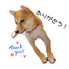 [LINEスタンプ] 豆柴くうちゃん(関西弁)