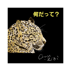 [LINEスタンプ] アンのジィジ アニマルシリーズ①