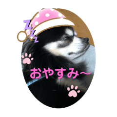 [LINEスタンプ] Sammy’s stamp 01の画像（メイン）