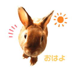 [LINEスタンプ] クウスタンプver.1