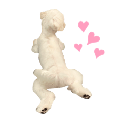[LINEスタンプ] マルチーズ coco ①