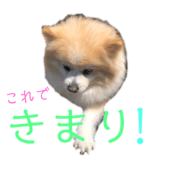 [LINEスタンプ] ポメラニアンのララちゃん。