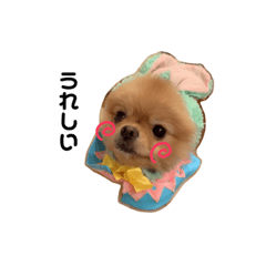 [LINEスタンプ] 我が家のぽけもこちゃん