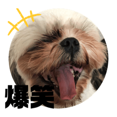[LINEスタンプ] ぷぅの日常¨̮