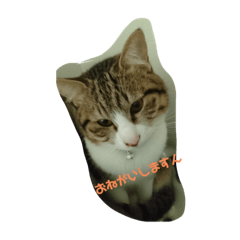 [LINEスタンプ] マロンとサスケ
