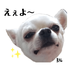 [LINEスタンプ] バルの気持ち