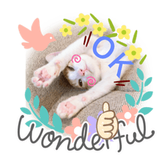 [LINEスタンプ] 猫のこむぎ。