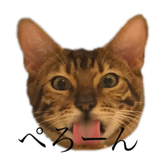 [LINEスタンプ] ota cat's