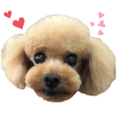 [LINEスタンプ] 富澤家のマロン❤︎❤︎