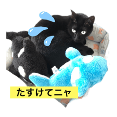 [LINEスタンプ] 黒猫こったん3-2020夏
