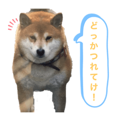 [LINEスタンプ] 柴犬 ごえもん ver.2