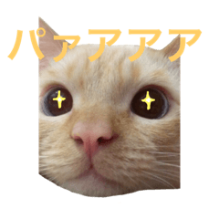 [LINEスタンプ] ねこのコロネさん