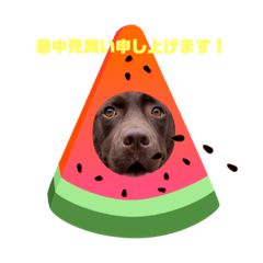 [LINEスタンプ] こたろう（チョコラブ4）夏