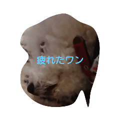 [LINEスタンプ] 愛犬ポップちゃんスタンプ