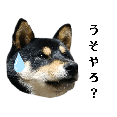 [LINEスタンプ] 柴犬きいちゃんスタンプ2