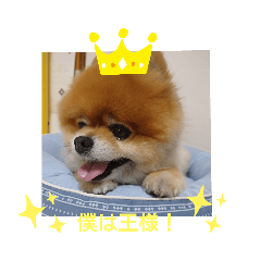 [LINEスタンプ] ポメラニアン、ラブの日々3