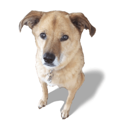 [LINEスタンプ] 毎日使える リアル愛犬レオくん