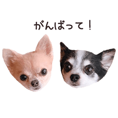 [LINEスタンプ] チワワのちろるちょこ♡2