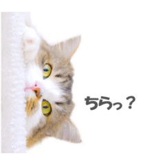 [LINEスタンプ] ラガマフィンの36さん(あいさつ編）