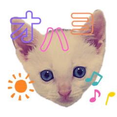 [LINEスタンプ] ミィちゃま＆ほっちっち