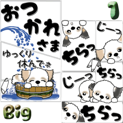 【Big】シーズー犬『コロナの夏』1
