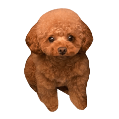 [LINEスタンプ] エル♡トイプードル