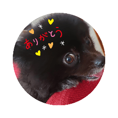 [LINEスタンプ] 黒ポメしゃん2