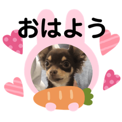 [LINEスタンプ] まいにち、ぽんちゃん