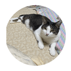 [LINEスタンプ] 柴犬のペットたち