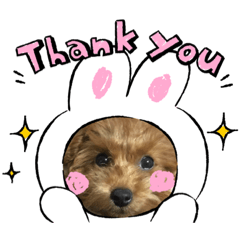 [LINEスタンプ] トイプードルのLatte