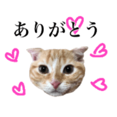 [LINEスタンプ] スコの子猫の 日常スタンプ