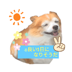 [LINEスタンプ] チワワだよ！ ウールだよ！