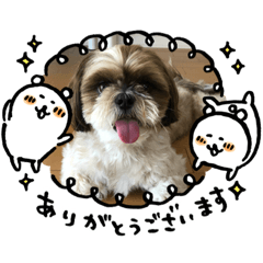 [LINEスタンプ] シーズー犬ぽぽ4