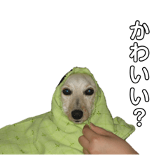 [LINEスタンプ] ラブリーイッヌたち