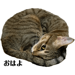[LINEスタンプ] ねこのめい