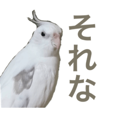 [LINEスタンプ] デイリーしーこ ver.2