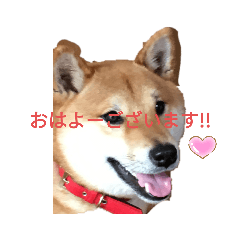 [LINEスタンプ] 赤柴犬むぎ