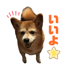 [LINEスタンプ] 日常ナナちゃんと家族