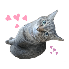 [LINEスタンプ] ねこさんあにまさん