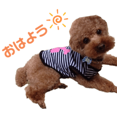 [LINEスタンプ] まろん(犬)のスタンプ