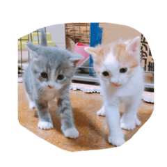[LINEスタンプ] 山ネコ（イヌ）